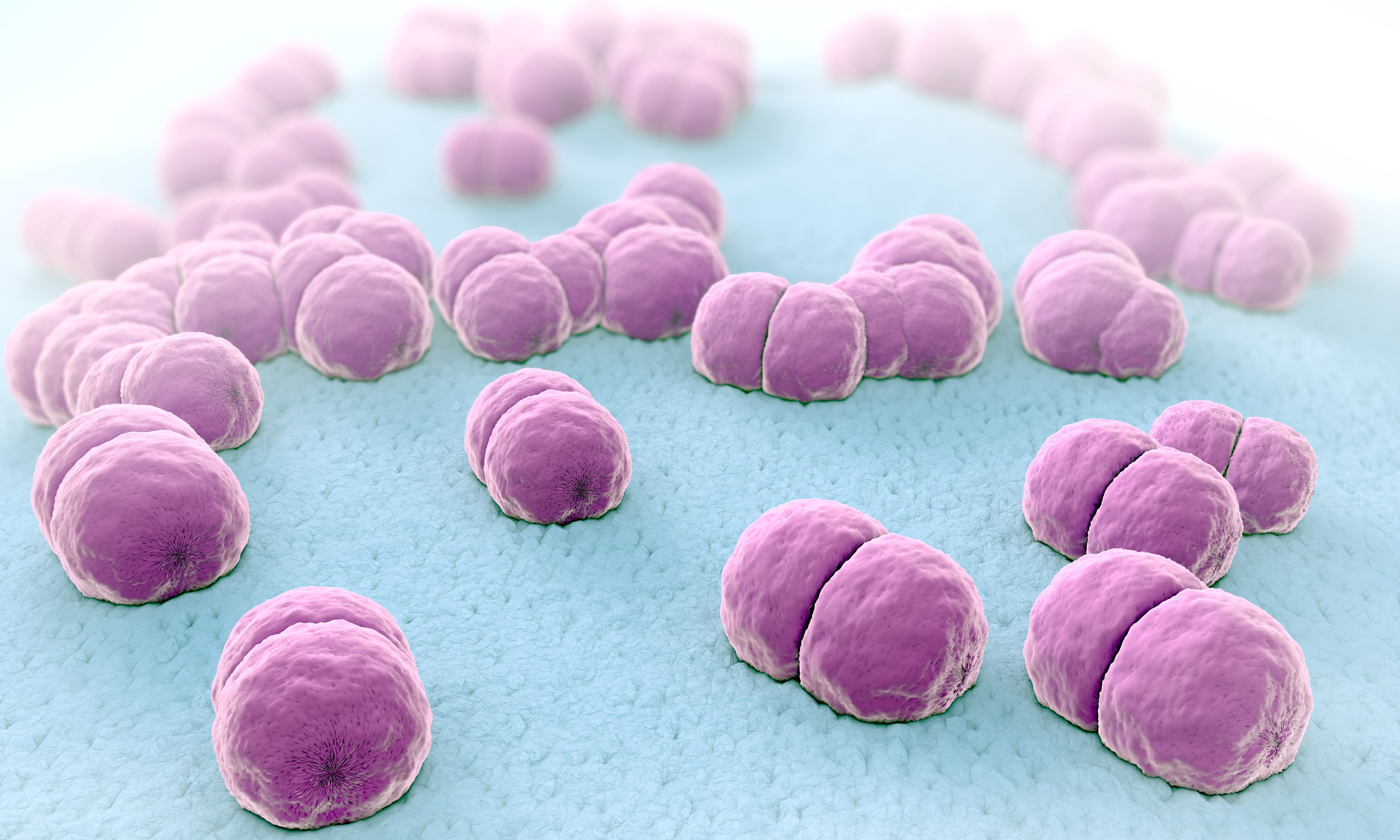 neisseria meningitidis